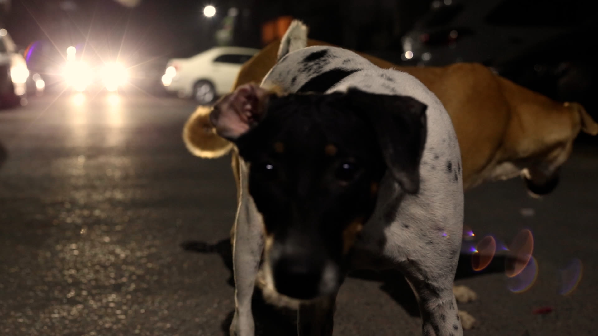 my body is because of dogs a video by Benjamin Egger